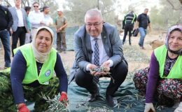 Edremit Belediyesi’nde zeytin hasadı başladı- Haber Seansı