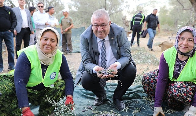 Edremit Belediyesi’nde zeytin hasadı başladı- Haber Seansı