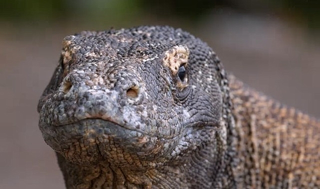 Muhteşem Komodo Ejderi’nin Dünyasında Bir Yolculuğa Çıkartan ‘Ejderhalar Ortaya Çıkıyor’ 27 Ekim Pazar Günü 20.00’de National Geographic WILD Ekranlarında!- Haber Seansı