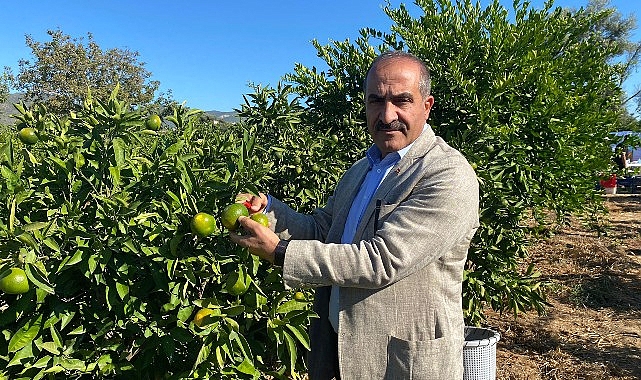 Satsuma mandalinanın ihracat yolculuğu 18 Ekim’de başlıyor- Haber Seansı