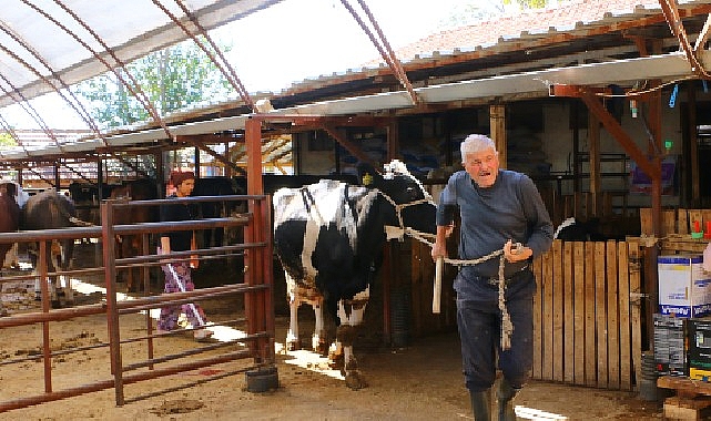 Büyükşehir Belediyesi’nin hayvan üreticilerine desteği sürüyor- Haber Seansı