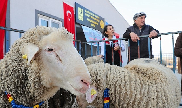 Aliağa Belediyesi’nden Üreticilere Koç Desteği- Haber Seansı